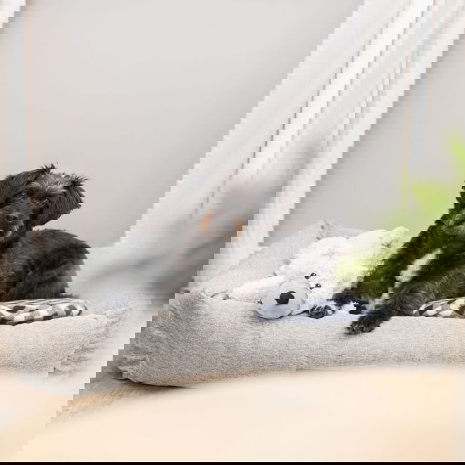 Ortopedinen peti Trixie Noah (120&times;75cm)