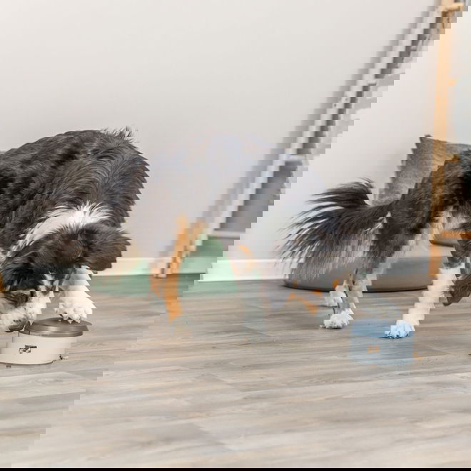 Trixie Dog Activity Buzzer