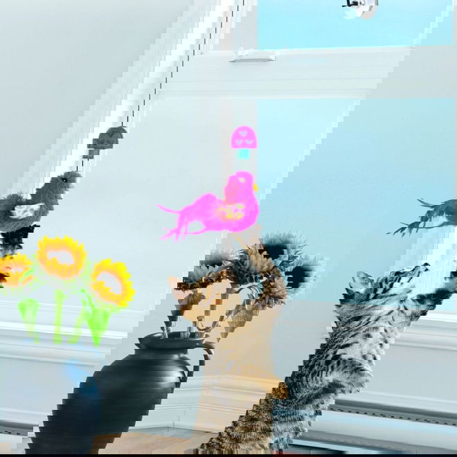 Kong Cat Connects Window Teaser