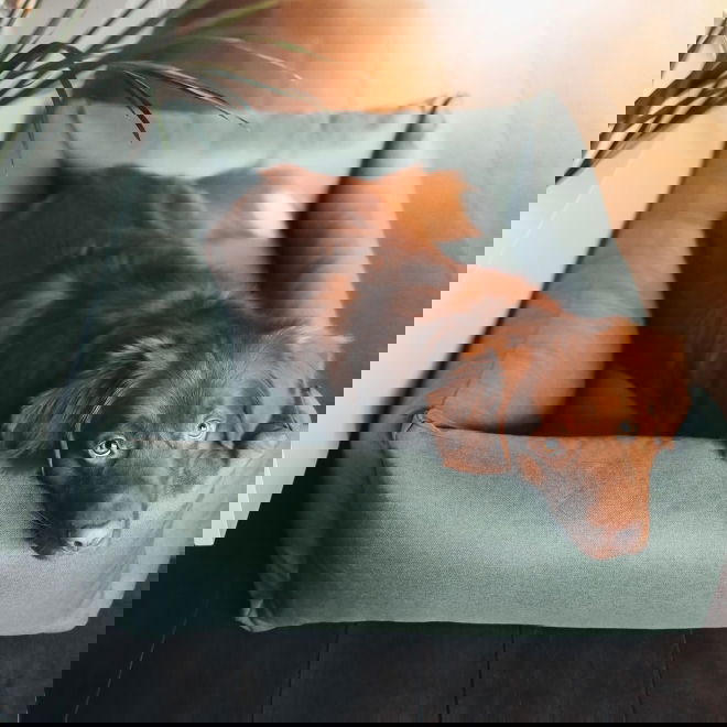 Reunallinen peti District 70 classic, Cactus Green