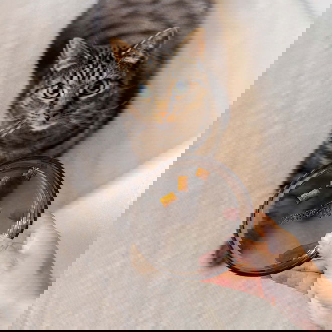 District 70 lasikuppi Dawn (Musta)