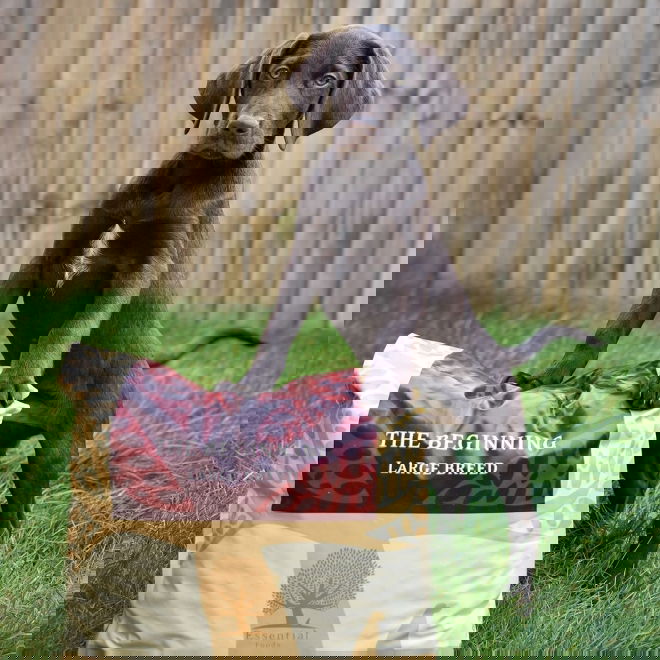 ESSENTIAL the BEGINNING Large Breed 10 kg