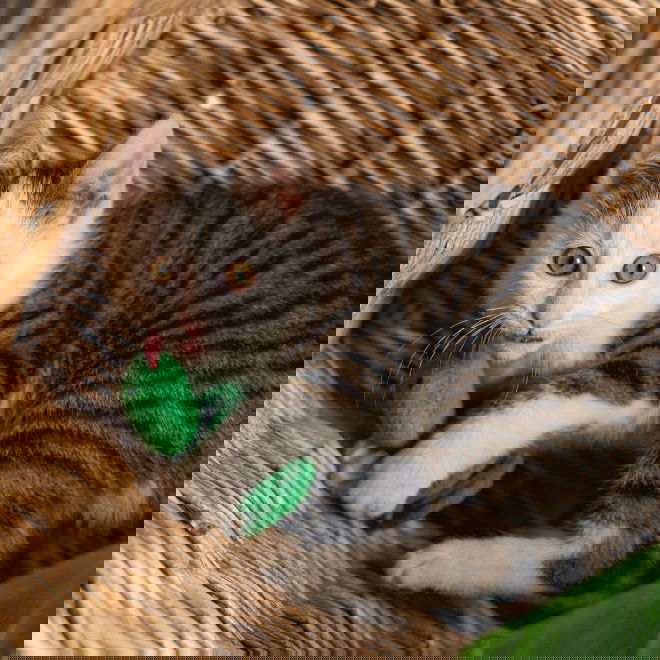 Beeztees Jungle Cat Snake Craza