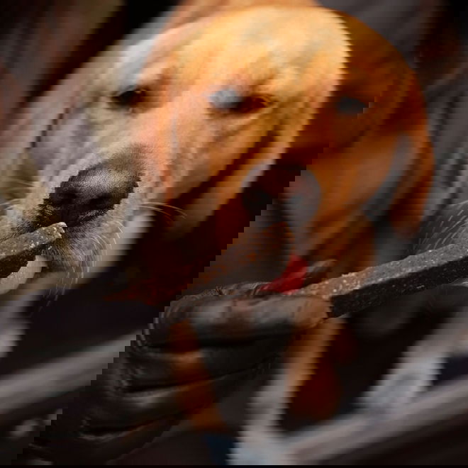 ESSENTIAL Lamb&Venison Bars 100g