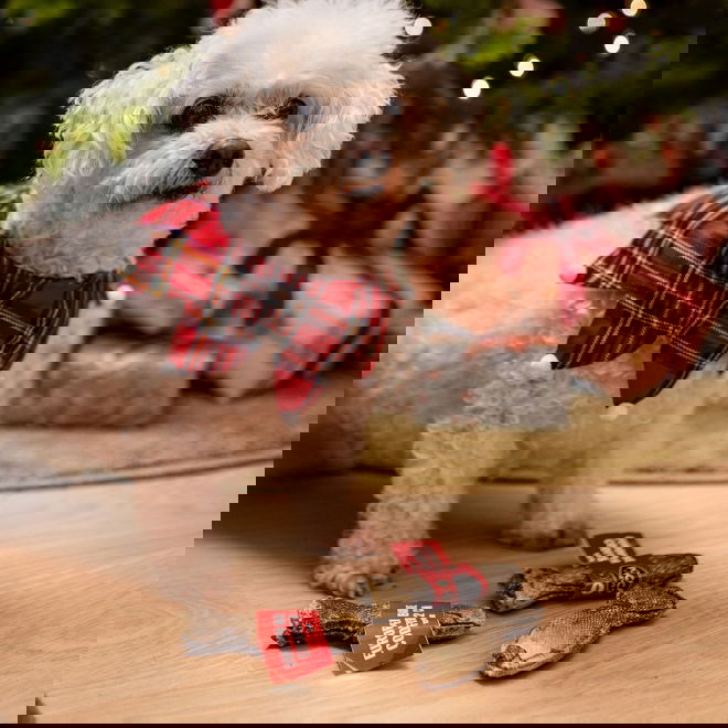 Little&Bigger Xmas ruutukuosillinen kaulus