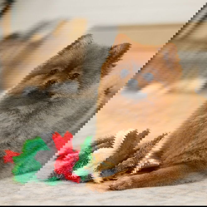 Beeztees Xmas Tree rope toy