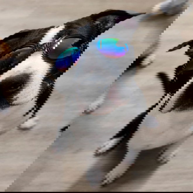 Koiran suojalasit K9 Sport Shades, musta