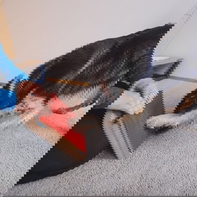 Loype Mani-Pedi raapimalauta koiralle