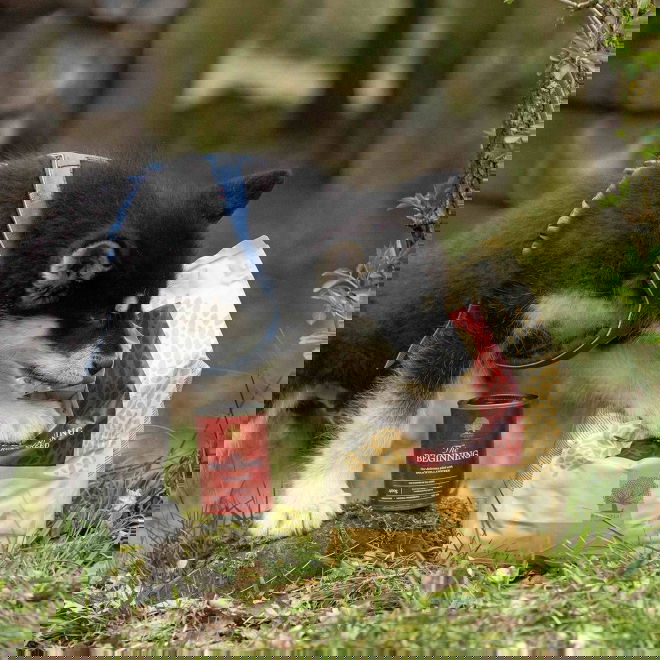 ESSENTIAL the BEGINNING PATÉ 400g