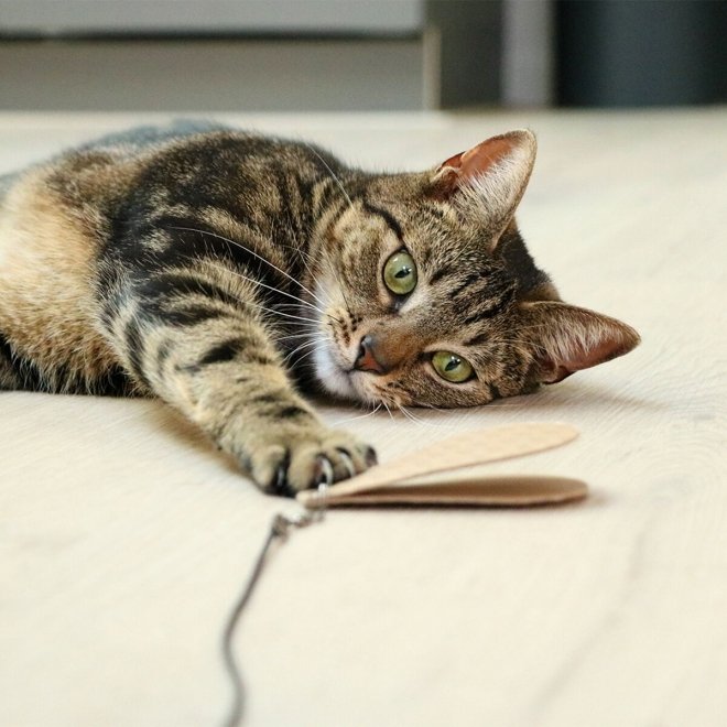Lelut I Love Happy Cats Connor-kissanonkeen 3 kpl