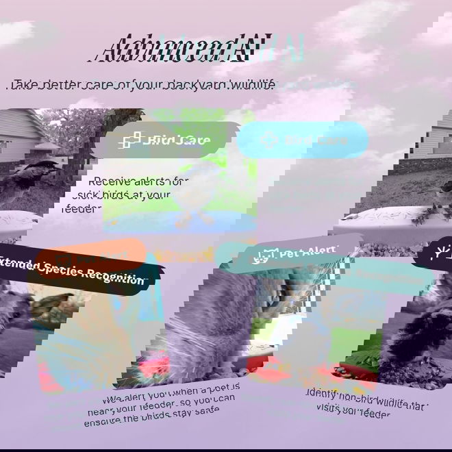 Bird Buddy -lintulauta kameralla