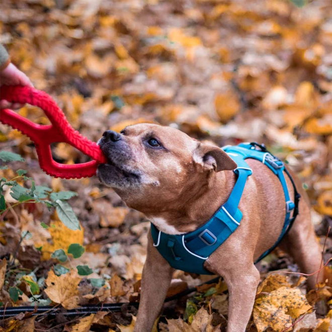 Ruffwear Front Range -koiran valjaat, turkoosi