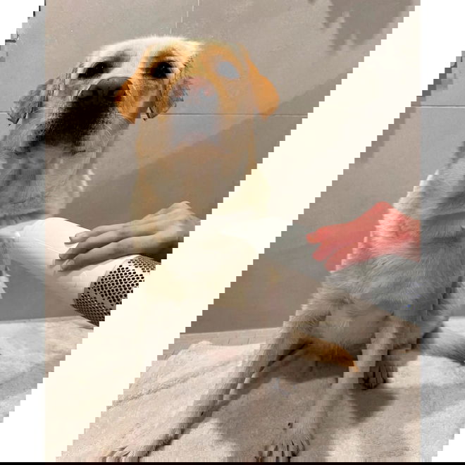 Koiran turkinkuivain Neakasa F1