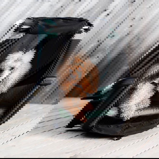 Py&ouml;r&auml;k&auml;rry koiralle Thule Bexey (L)