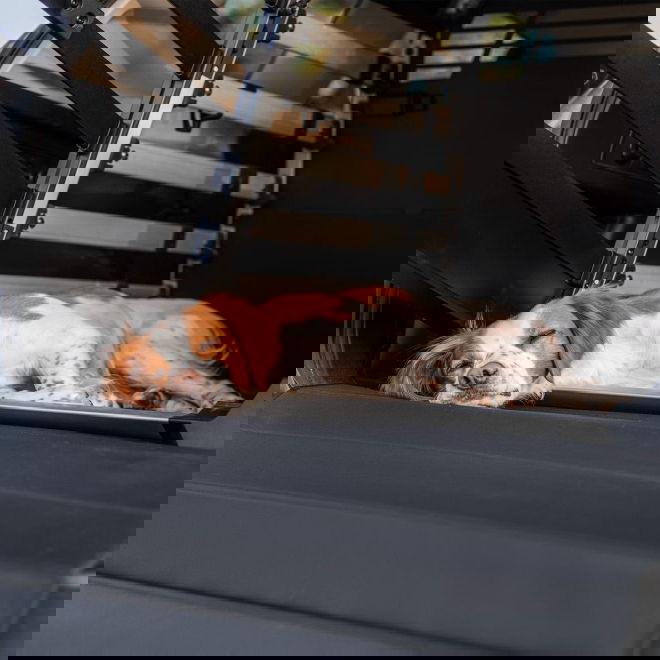 Thule matto koirah&auml;kkiin