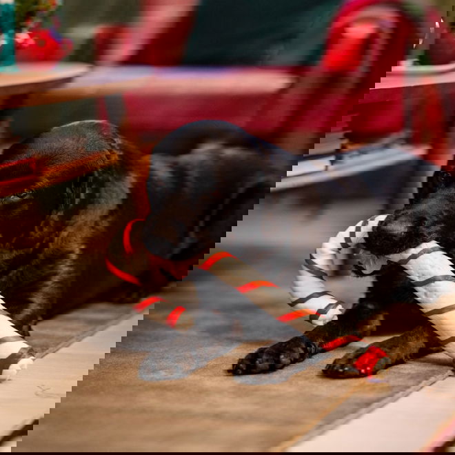 Naudannahkainen karkkikeppi Xmas (46 cm)