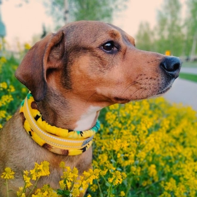 Kusse&Kutta extraleveä panta, auringonkukka