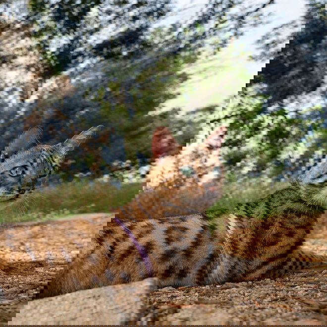 Rogz AlleyCat heijastava valjas-hihnasetti (Violetti)