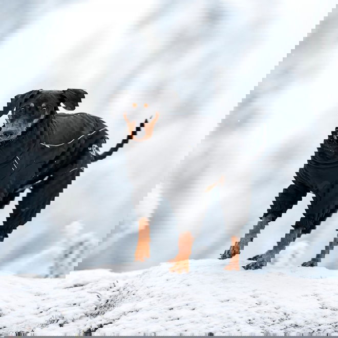 Koiran talvihaalari Rukka Thermal 2.0, musta