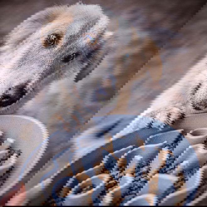 Ahmimisenestokuppi District 70 bambu (Harmaa)