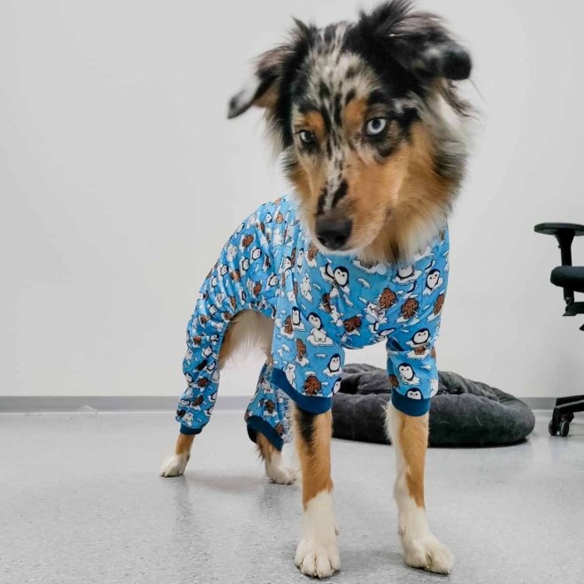 FuzzYard koiran pyjama, Arctic Age