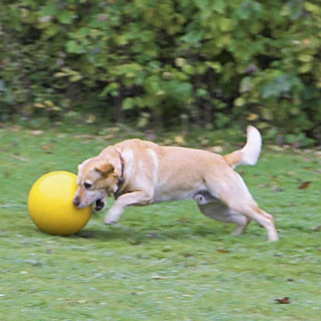Leikkipallo koiralle 30 cm