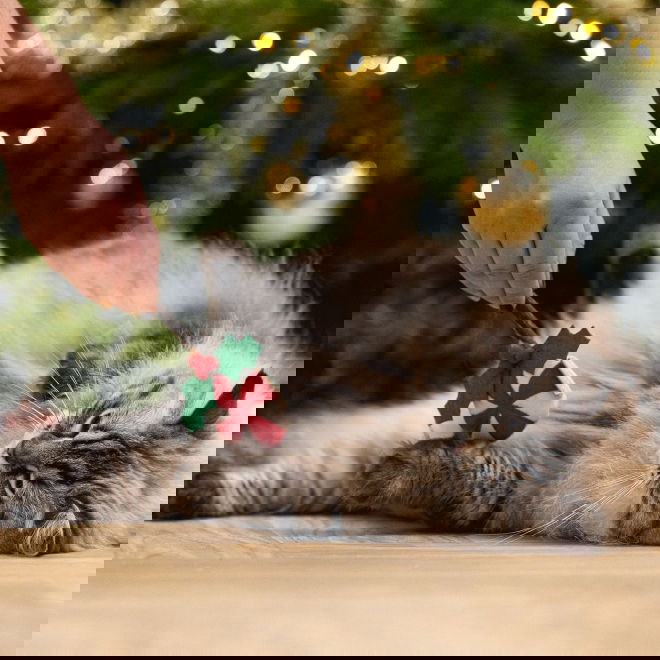 Beeztees Matatabi Lollipop