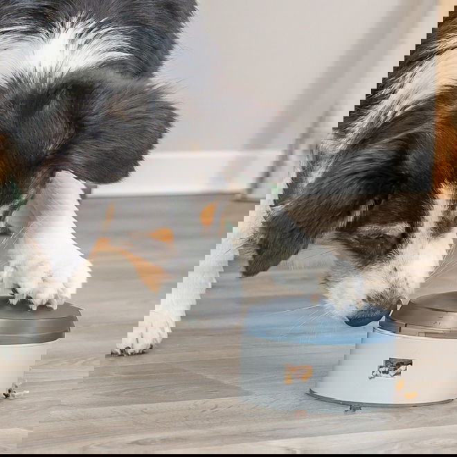 Trixie Dog Activity Buzzer