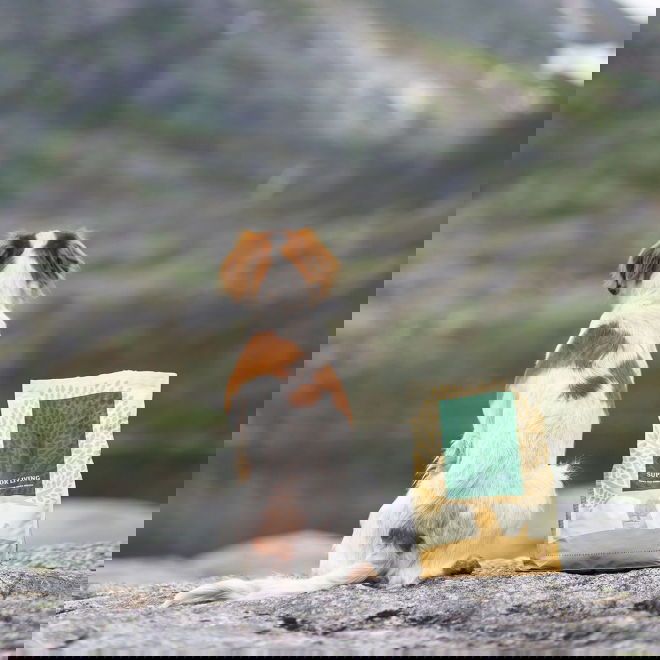 ESSENTIAL SUPERIOR LIVING SMALL BREED 2,5kg