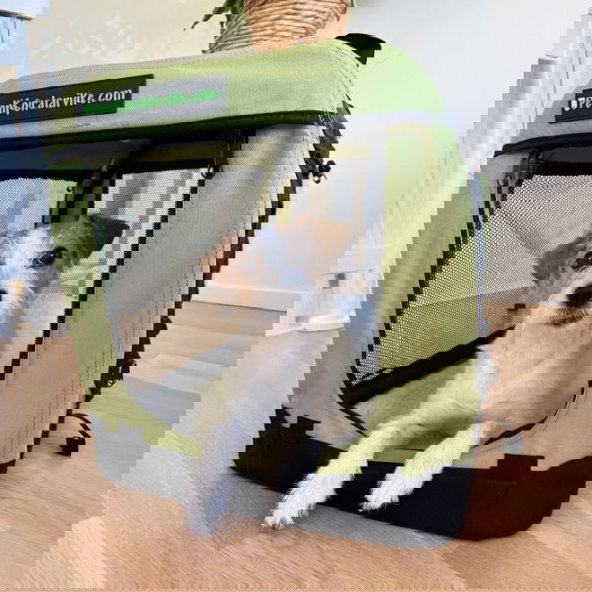 Kevythäkki PetEasy saniainen