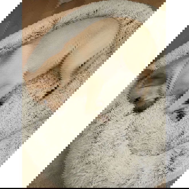 Koiran p&ouml;rr&ouml;peti Best Friends by Sheri,huurre (XL)