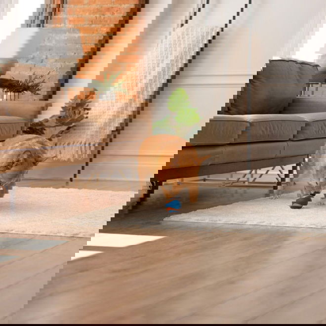 Chuckit Ultra Squeaker koiran pallo (M)