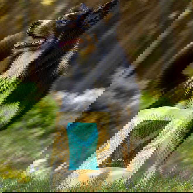 ESSENTIAL STAMINA SMALL BREED 2,5kg