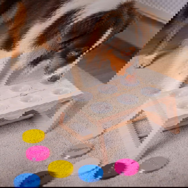 Loype Nosework -teline hajupurkeilla