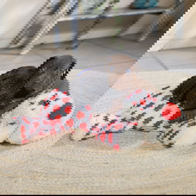 Beeztees Cuddle Toy Suki XL