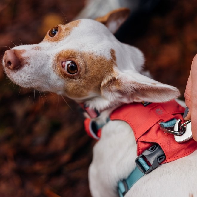 Ruffwear Hi & Light valjaat, Salmon Pink