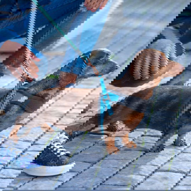 Valjaat pienelle koiralle Rogz Urban Fast-Fit, turkoosi