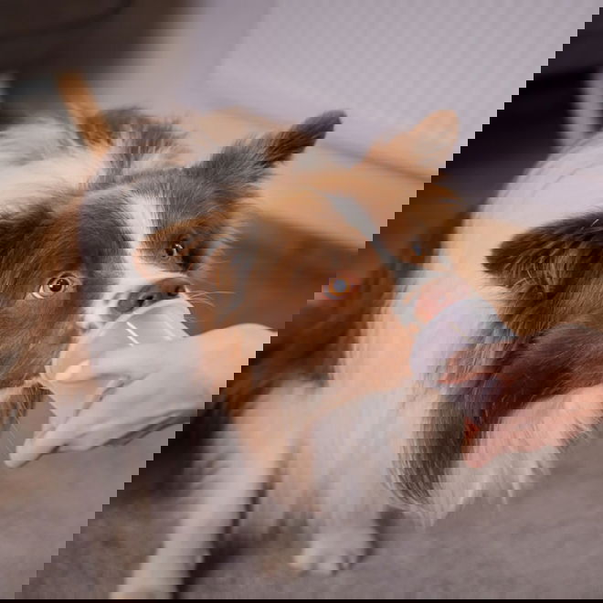 Nose Work -purkit Loype