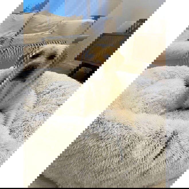 Koiran p&ouml;rr&ouml;peti Best Friends by Sheri,huurre (XL)