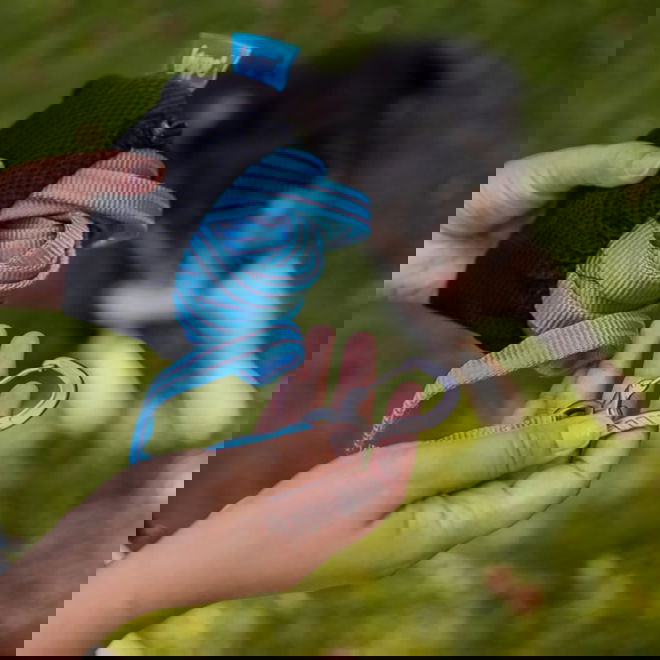 Loype Saxana Tracking Line