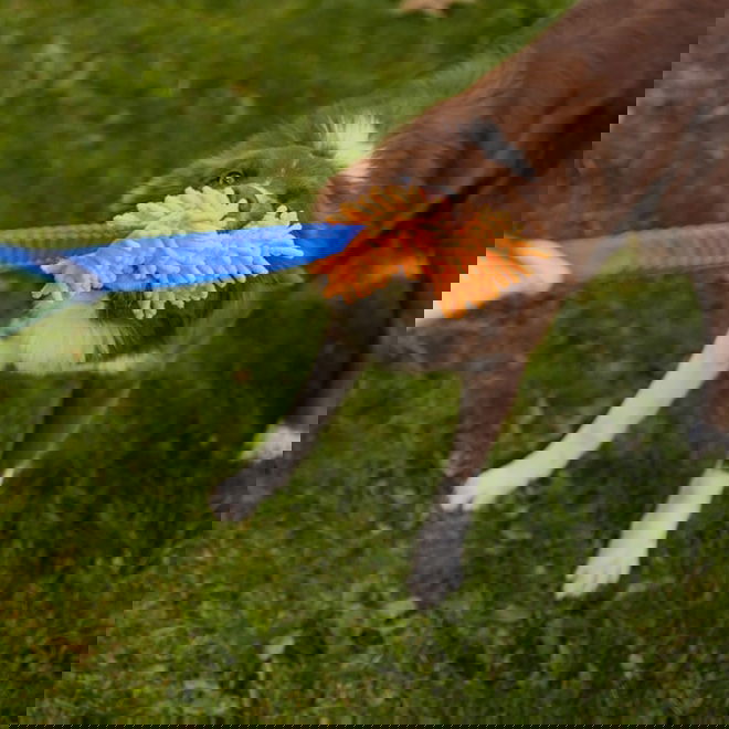 Loype Mopster -vetolelu