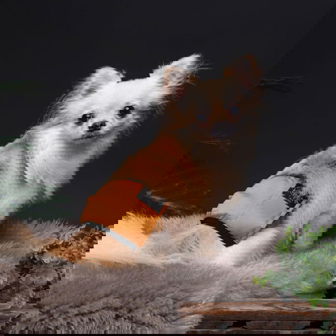 RuttuNuttu urosvyö, Amber Leaf