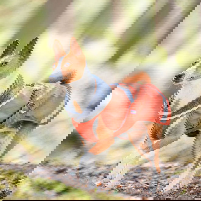 KevytPomppa Rust
