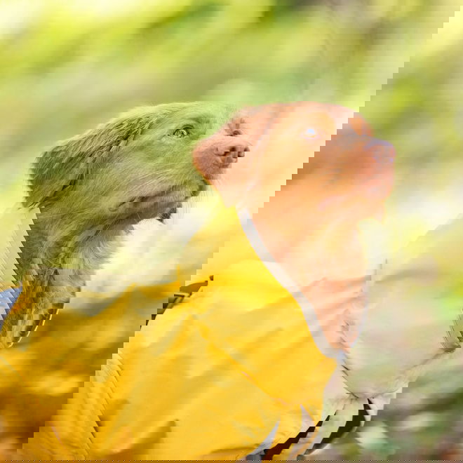KuoriPomppa Lemonade