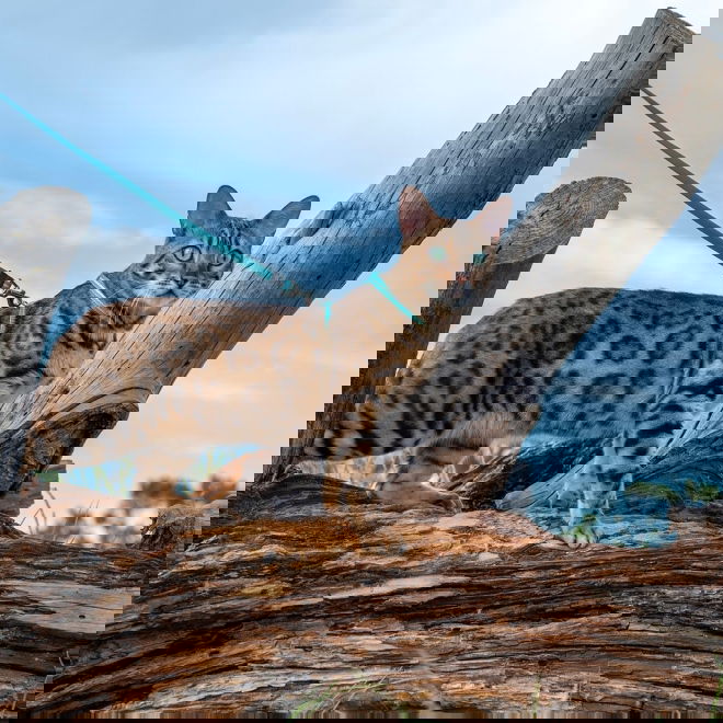 Rogz AlleyCat heijastava valjas-hihnasetti (Turkoosi)