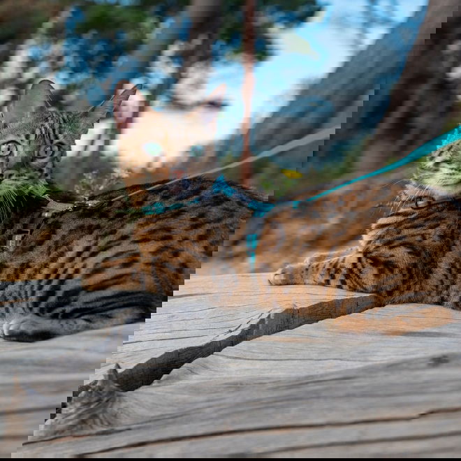 Rogz AlleyCat heijastava valjas-hihnasetti (Turkoosi)