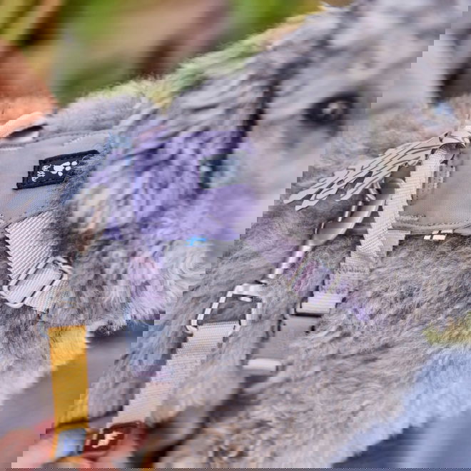 Hurtta Seeker -koiran valjaat, laventeli