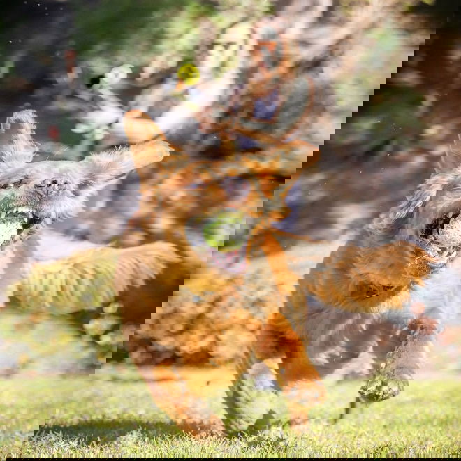 Hyper Pet K9 Pallotykki (GEN II)