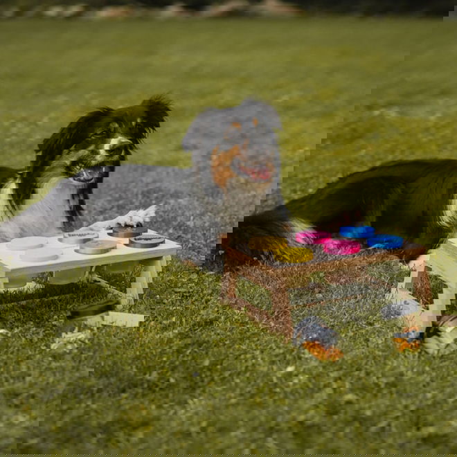 Loype Nosework -teline hajupurkeilla