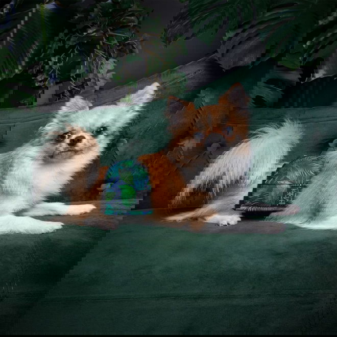 RuttuNuttu urosvyö, Jungle monstera